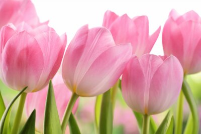 Papier peint  Tulipes rose clair