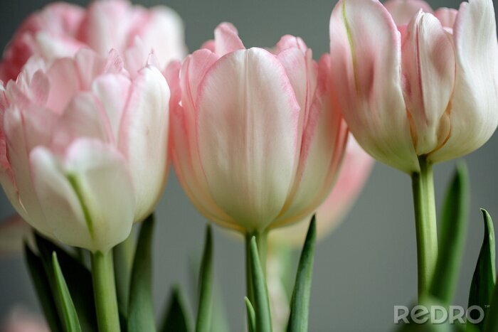 Papier peint  Tulipes roses