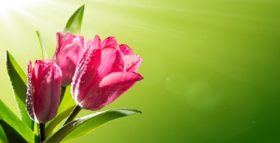 Tulipes roses aux rayons du soleil