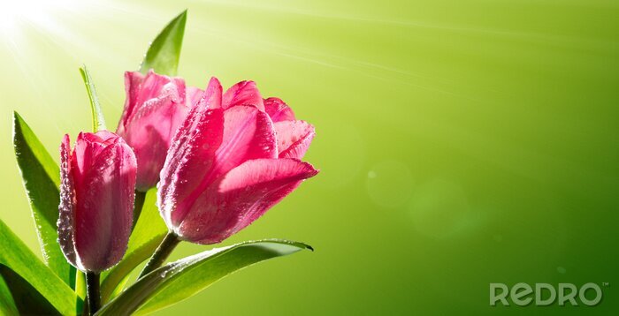 Papier peint  Tulipes roses aux rayons du soleil