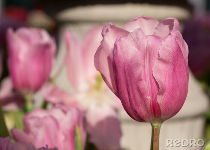 Papier peint  Tulipes roses dans le jardin