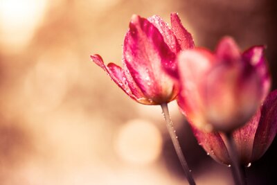 Tulipes roses dans le pré