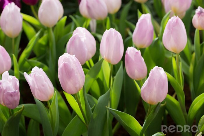 Papier peint  Tulipes roses dans un champ
