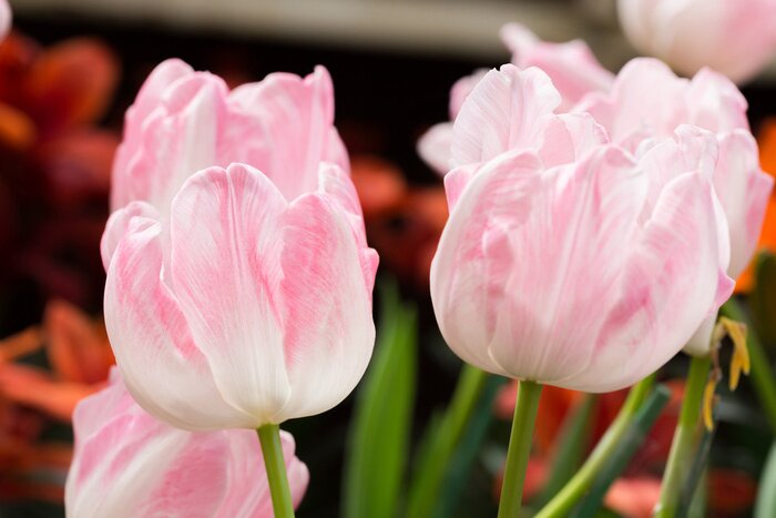 Papier peint  Tulipes roses de jardin