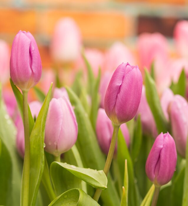 Papier peint  Tulipes roses et feuilles vertes