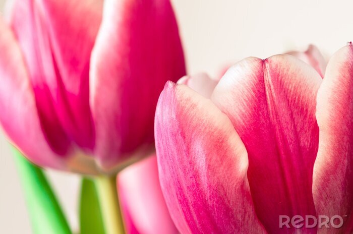 Papier peint  Tulipes roses gros plan