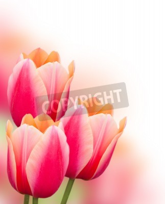 Papier peint  Tulipes roses sur fond clair