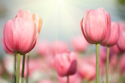 Papier peint  Tulipes roses voluptueuses