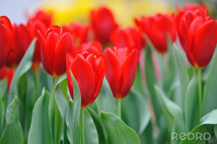 Papier peint  Tulipes rouges dans une clairière