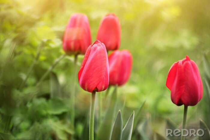 Papier peint  Tulipes rouges fermées
