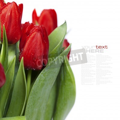 Papier peint  Tulipes rouges fond blanc