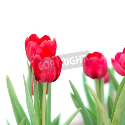 Papier peint  Tulipes rouges sur fond blanc