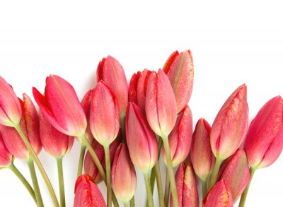 Papier peint  Tulipes rouges sur fond clair