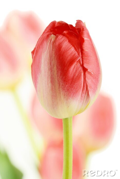 Papier peint  Tulipes sur blanc