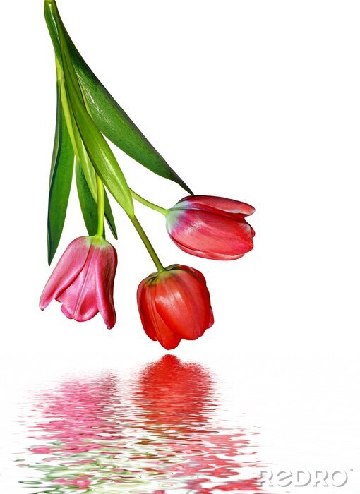 Papier peint  Tulipes sur l'eau