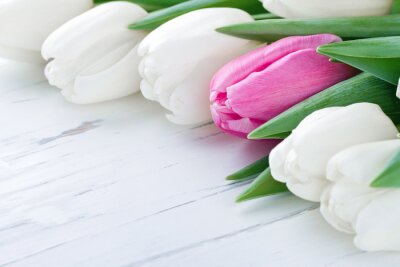 Papier peint  Tulipes sur planches blanches