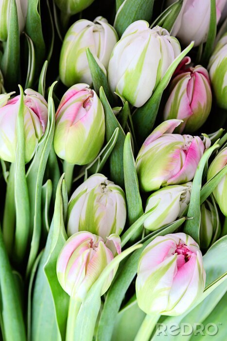 Papier peint  Tulipes vertes et roses