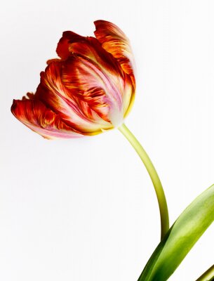 Tulpe Rote