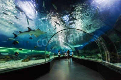 Papier peint  Tunnel dans un océanarium avec des requins