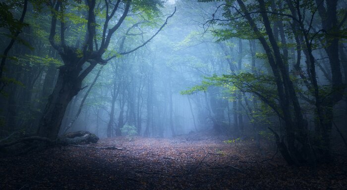 Papier peint  Tunnel forestier fait d'arbres