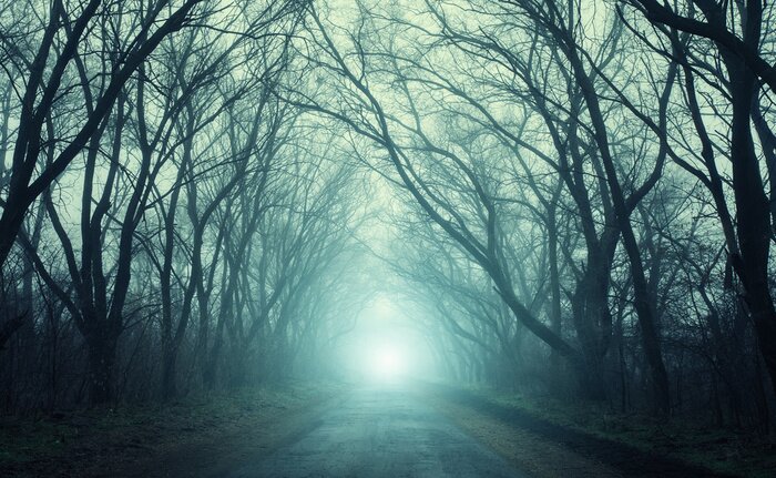 Papier peint  Tunnel forestier sombre