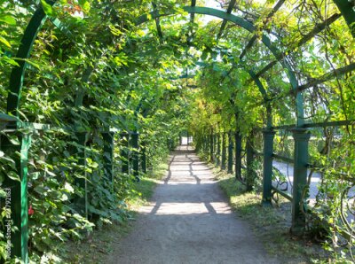 Papier peint  Tunnel vert de vignes