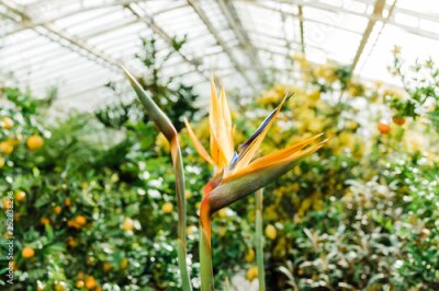 Papier peint  Two Bird of Paradise flowers (Strelitzia)