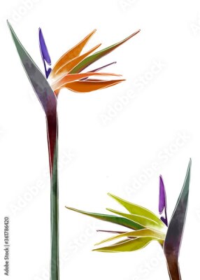 Papier peint  Two colorful illustrated bird of paradise flowers (strelitzia) isolated on white background for floral designs. 