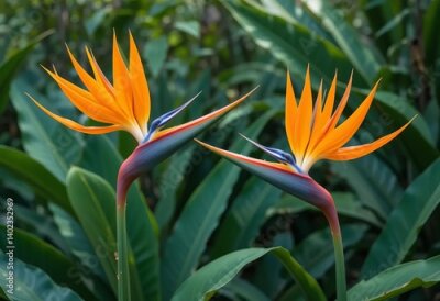 Papier peint  Two different photos - one of Strelitzia flowers in natural compositions in Madeira, and one of a spider lily bush.