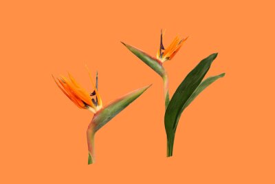 Papier peint  Two flowers of Strelitzia, a bird of Paradise, isolated on an orange background
