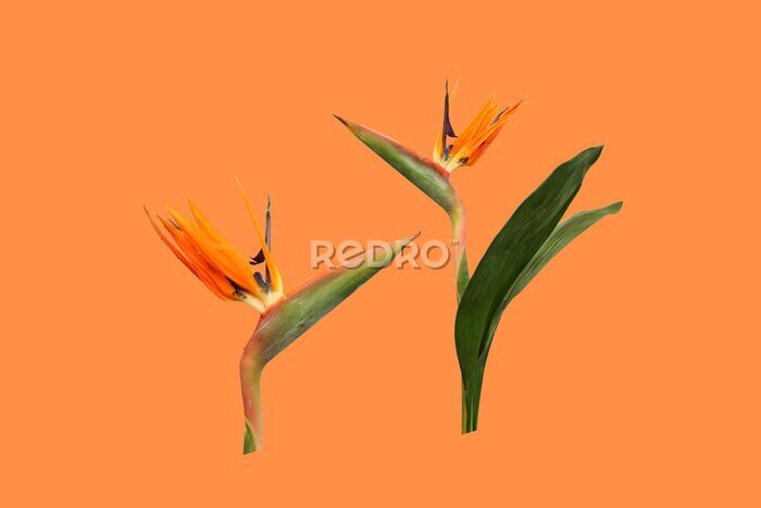 Papier peint  Two flowers of Strelitzia, a bird of Paradise, isolated on an orange background
