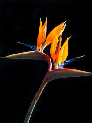 Papier peint  two headed bird of paradise flower or strelitzia isolated on black background