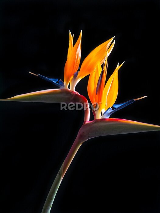 Papier peint  two headed bird of paradise flower or strelitzia isolated on black background