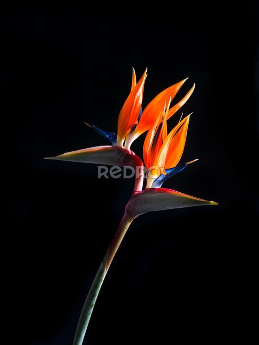 Papier peint  Two headed bird of paradise or strelitzia flower isolated on black background