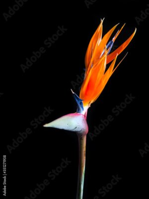 Papier peint  Two headed Strelitzia or bird of paradise flower isolated on black background