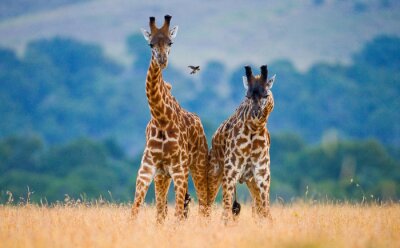 Papier peint  Two male giraffes fighting each other in the savannah. Kenya. Tanzania. East Africa.