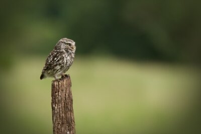 Papier peint  Un adulte Little Owl (Athene noctua). Assis perché sur un vieux poteau de clôture en regardant à droite.