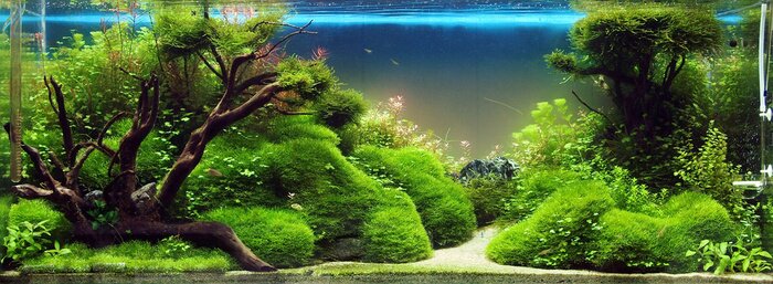 Papier peint  Un aquarium plein de magie