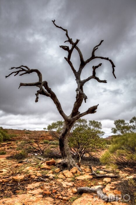Papier peint  Un arbre séché