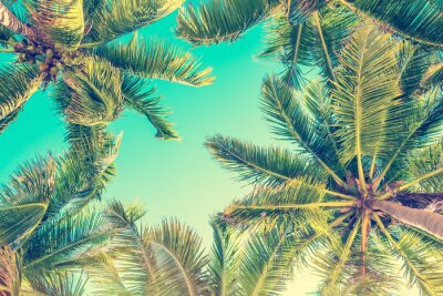 Un bel été sous les palmiers