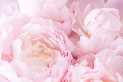 Papier peint  Un bouquet de pivoines parfumées rose pastel