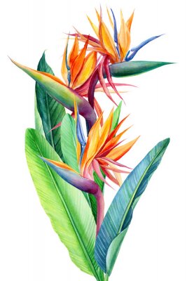 Papier peint  Un bouquet de plantes tropicales et de feuilles de strelitzia sur fond blanc.