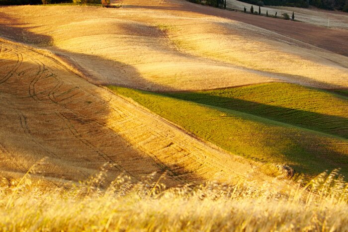 Papier peint  Un champ cultivé en Toscane