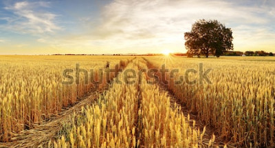 Papier peint  Un champ de blé au coucher du soleil