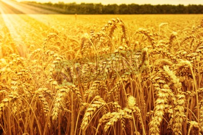Papier peint  Un champ de blé et le lever du soleil