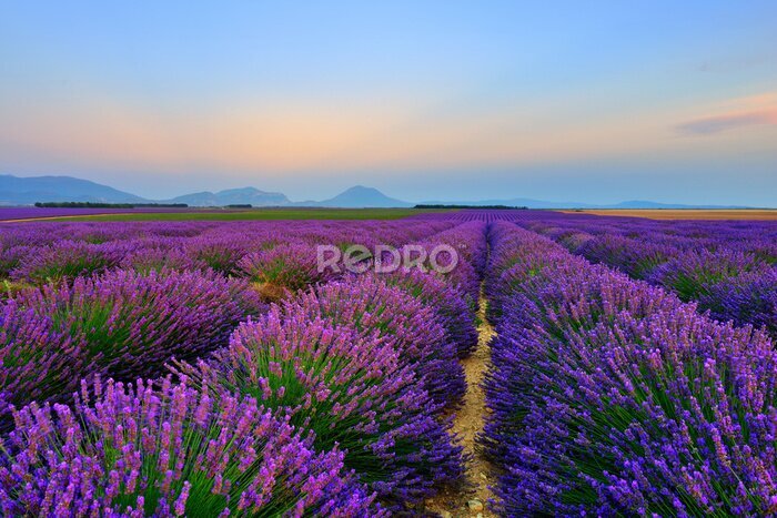 Papier peint  Un champ de lavande au crépuscule