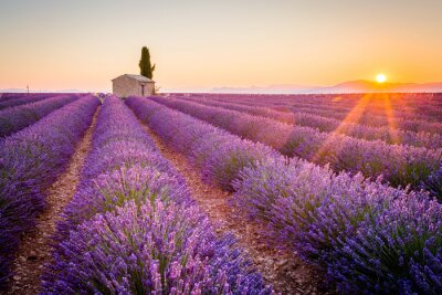 Papier peint  Un champ de lavande en Provence sous les rayons du soleil