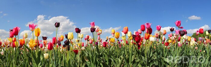 Papier peint  Un champ de tulipes au soleil