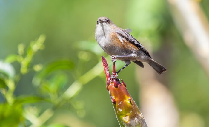 Papier peint  Un charmant oiseau avec de la verdure en arrière-plan