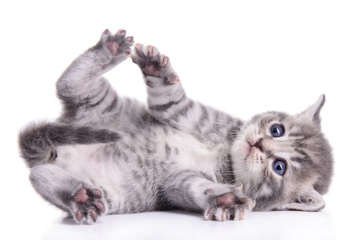 Papier peint  Un chaton sur fond blanc